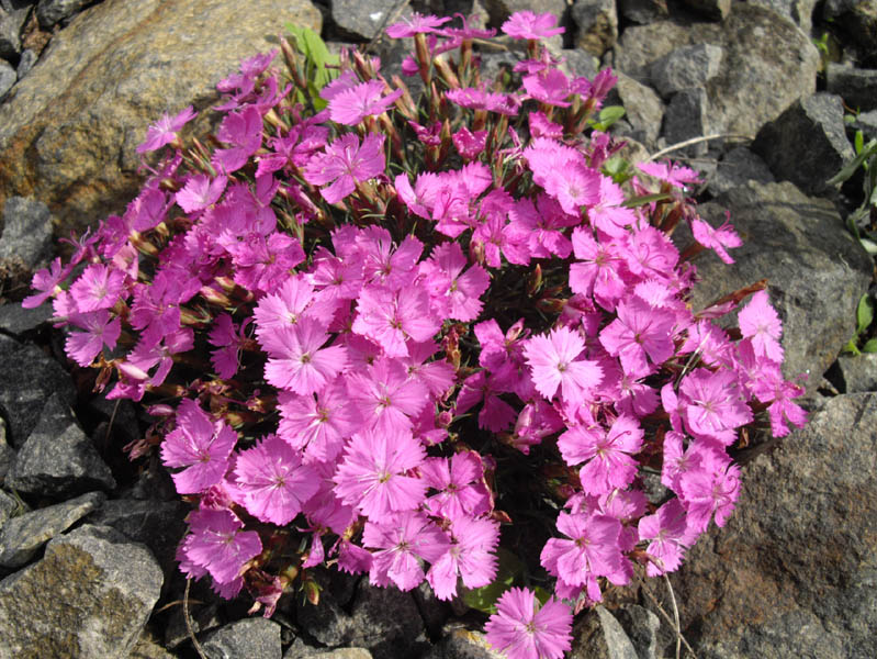 Dianthus 'Eileen Lever'